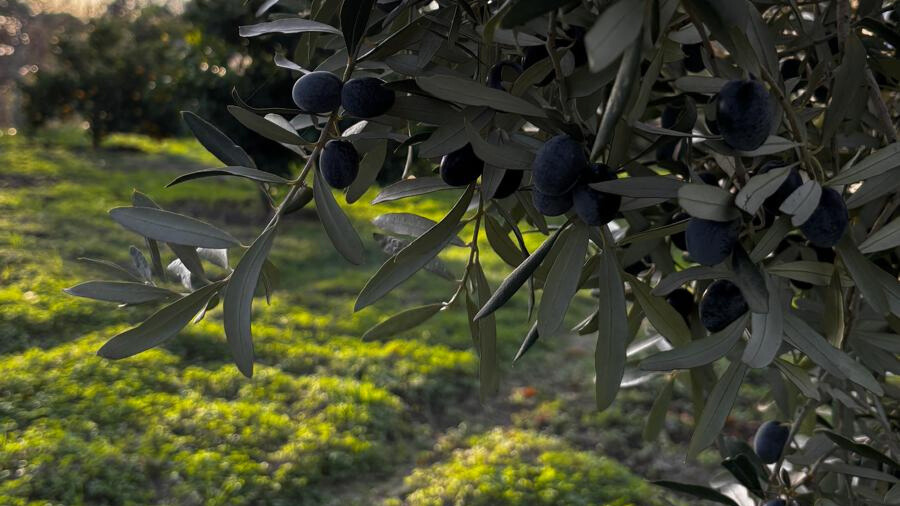 ZEYTİN TOPRAK ANALİZİ NASIL OKUNUR ?