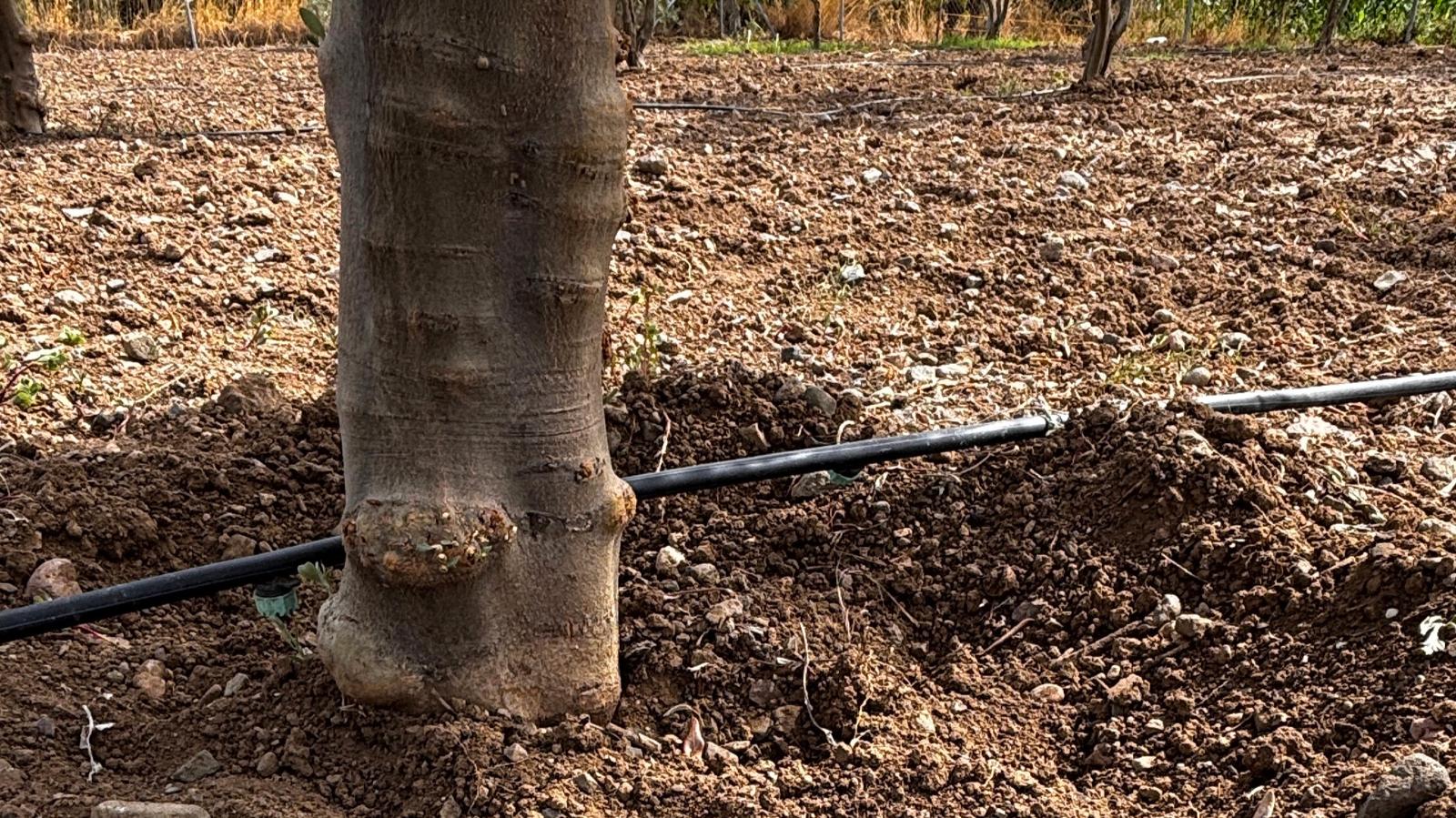 Zeytinlikte Verim Düşüyorsa İlk Bakman Gereken Yer Ağaç Değil !