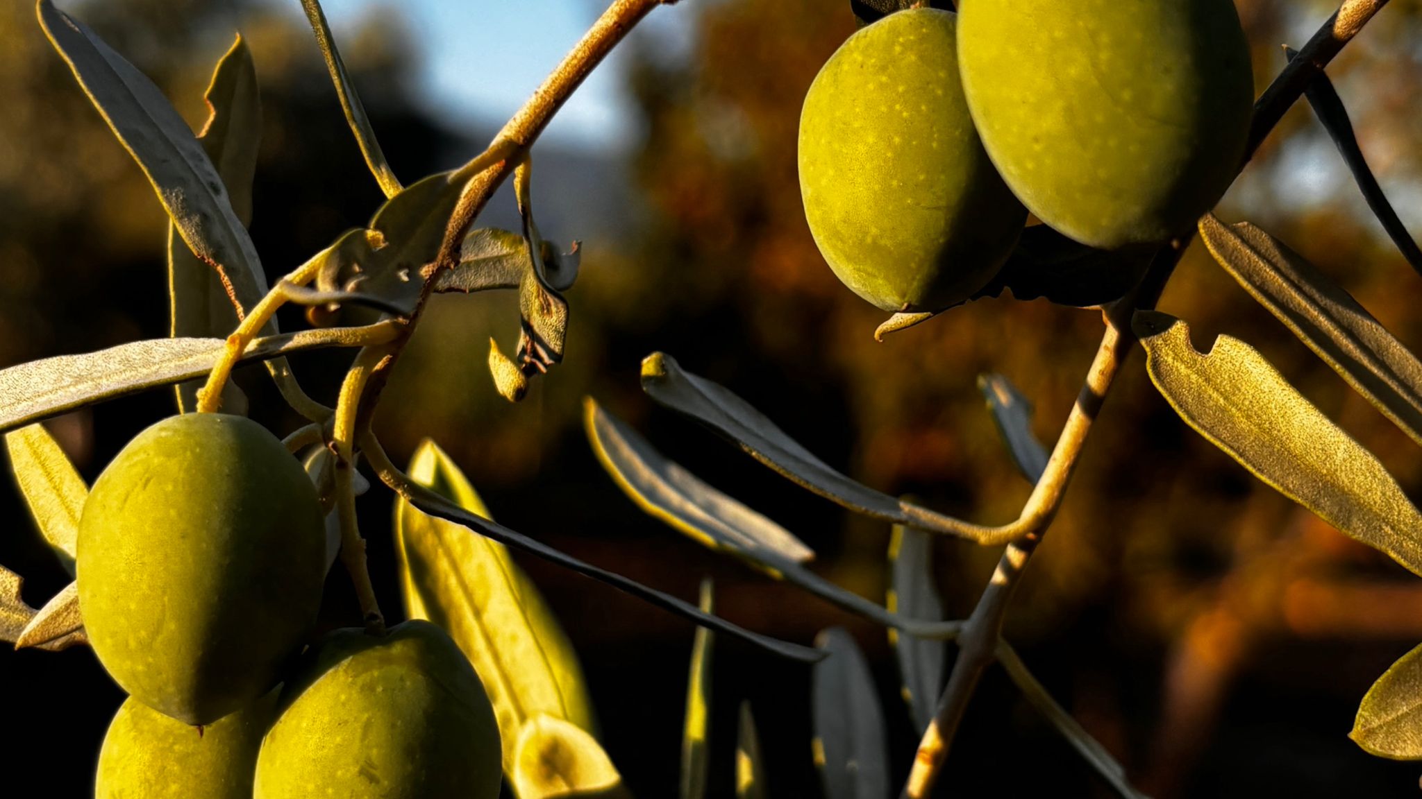 TOPRAK ANALİZİ YAPTIRMAK YETMEZ. ASIL HATA NEREDE BAŞLIYOR BAKALIM.