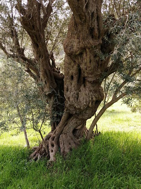 Zeytin Budama Stratejisi Nasıl Oluşturulur? l BUDAMA İLE AĞAÇ VERİM İLİŞKİSİNİ YÖNETMEK