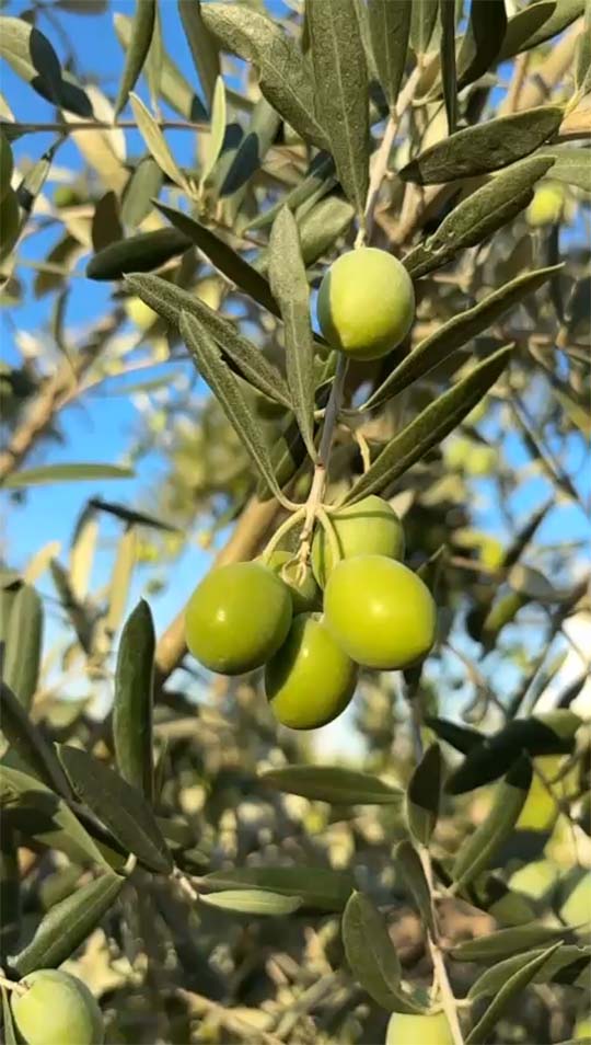 Zeytinyağınızı Sosyal Medyada Nasıl Satarsınız? l SOSYAL MEDYADA SATIŞ  YAKLAŞIMI