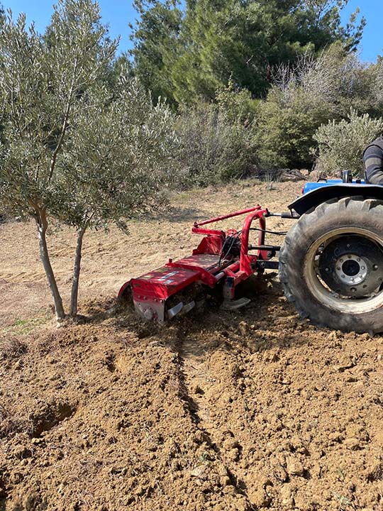 Zeytinlikte Toprak Yönetimi Nasıl Yapılır? l YEŞİL GÜBRELEME VE KOMPOST UYGULAMALARI