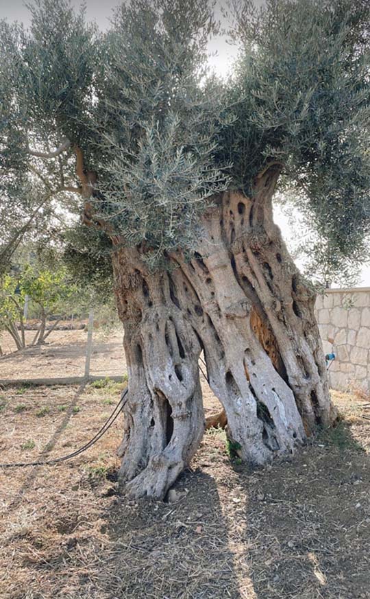 Zeytin Budama Ne Zaman ve Nasıl Yapılır? l VERİMİNİZİ YÜKSELTİN