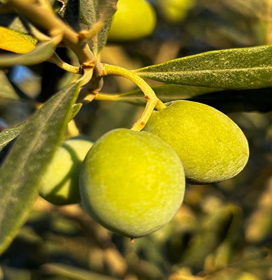 Zeytin Yetiştiriciliği Eğitimi l ZEYTİNLİĞE TEMEL YAKLAŞIM YÖNTEMLERİ