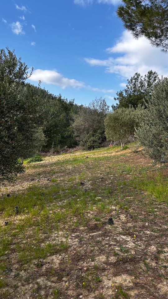 Sürdürülebilir Zeytin Yetiştiriciliği Nasıl Yapılır? l ARAZİ KURULUMU TEMEL YAKLAŞIMI