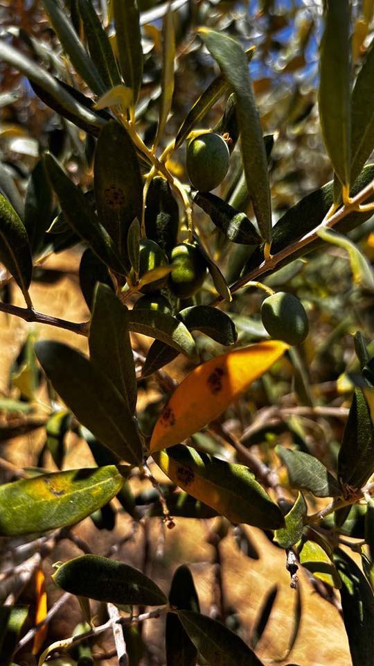 Zeytinlikte Biyolojik Mücadele Nasıl Yapılır? l DOĞAL YÖNTEMLER İLE ORGANİK YETİŞTİRİCİLİK YAKLAŞIMI