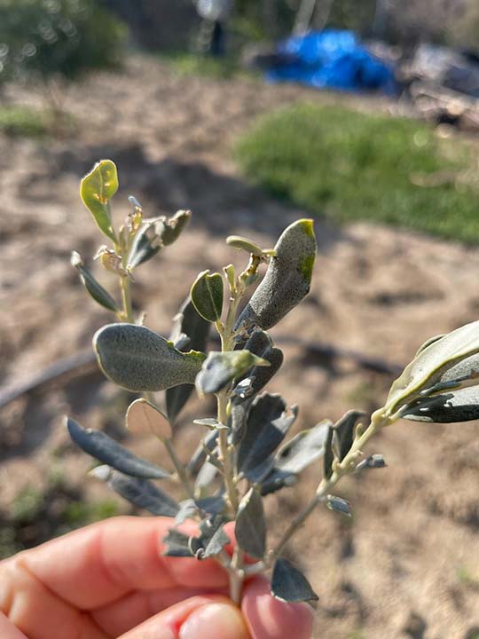 Zeytin hastalıklarıyla Doğal Mücadele Nasıl Yapılır ?