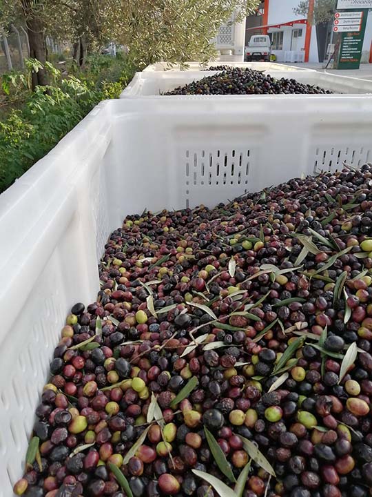 Sürdürülebilir Zeytin Yetiştiriciliği Nasıl Yapılır? l Modern ve Kârlı Üretim Rehberi