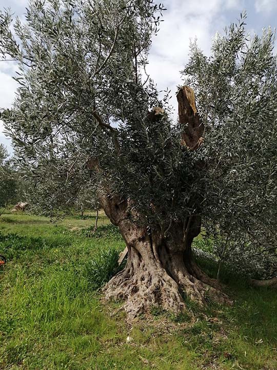Zeytinyağı Markanızı Nasıl Kurarsınız? l TARLADAN ŞİŞEYE REHBER
