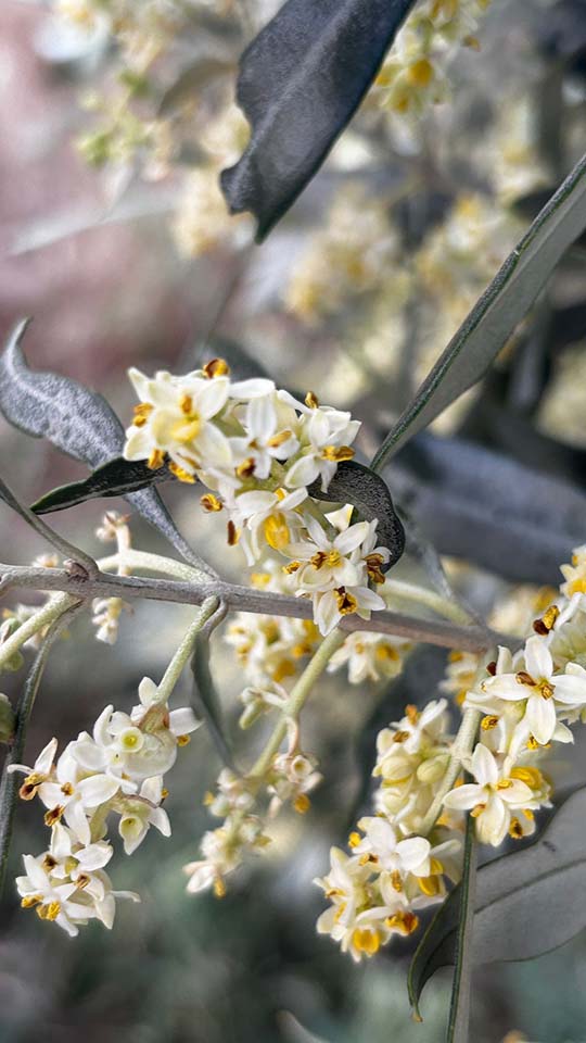 Zeytinde Çiçek ve Meyve Tutumu Nasıl Artırılır? l ÇİÇEK VE MEYVE KAYBINI ÖNLEME YÖNTEMLERİ 