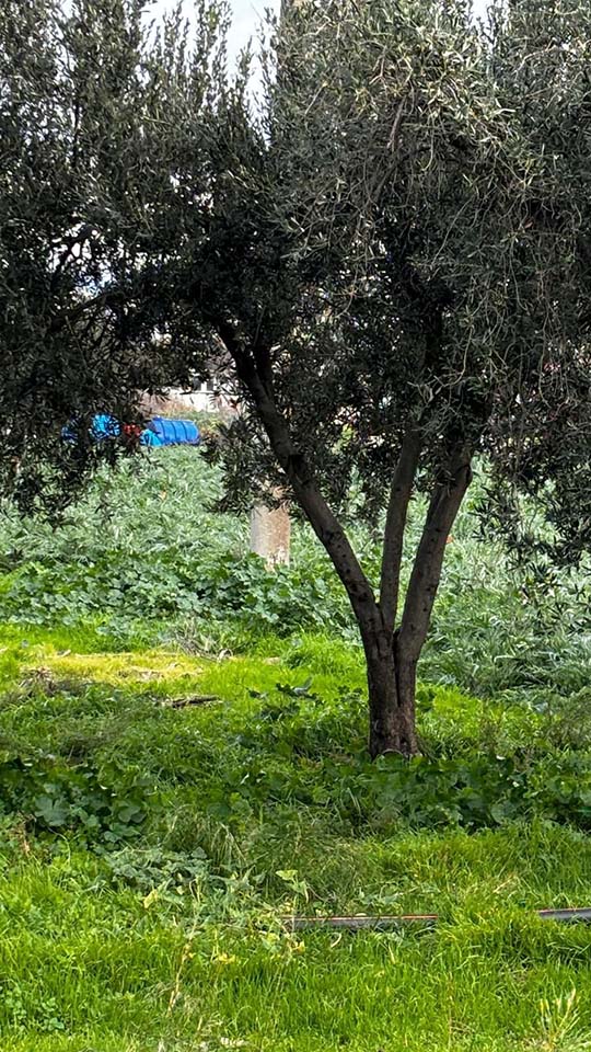 Zeytinlikte Toprak Analizi Nasıl Yorumlanır? l TOPRAK ANALİZİ OKUMA VE UYGULAMA 