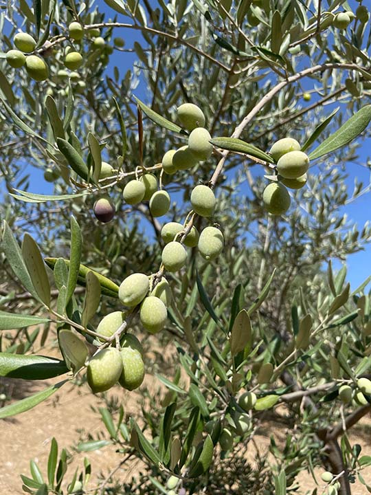 Zeytin Yetiştiriciliğine Nasıl Başlanır? l FİDANDAN HASADA YOL HARİTANIZ
