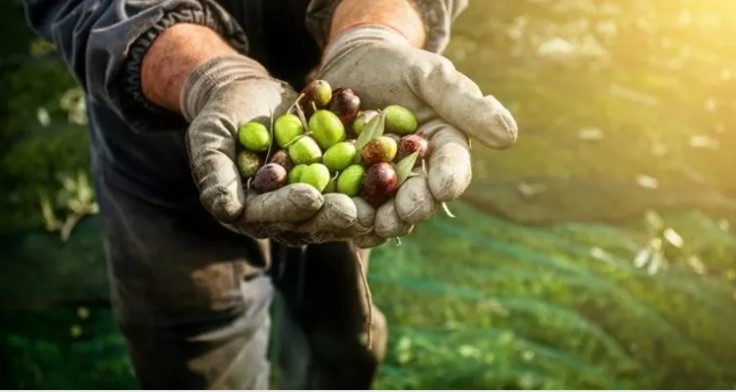 Zeytin Yetiştiriciliğine Giriş Temel Eğitimi