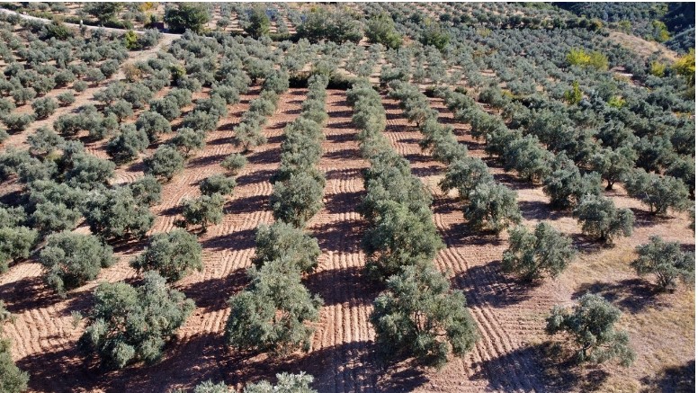 Zeytinlik Tesisi ve Kurulması Eğitimi